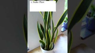 5 Indoor Air Purifying Plants