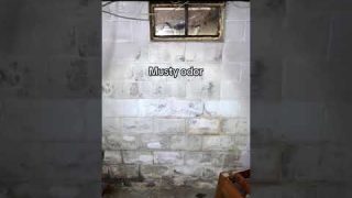 5 signs of mold in your house