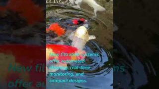 Advanced Filtration Technologies for Modern Koi Ponds