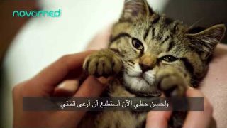 Animal & Pet Allergies Treatment in Dubai | NovoMed Allergy and Asthma Clinic in Dubai Marina