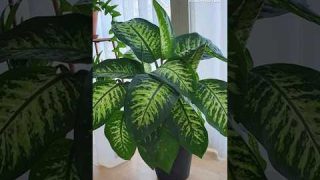 Best Indoor Plants For Living Room #youtubeshorts #summer #plants #indoorplants #garden #gardening