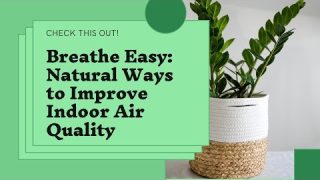 Breathe Easy: Natural Ways to Improve Indoor Air Quality