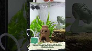 BulBulay Air Filter Machine Gadget's |Fish Aquarium| #music @TabishMarketExplorer #dubai #birds