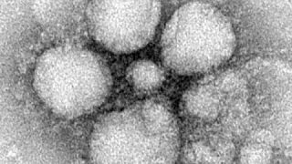 First US MERS case adds to fears that deadly virus is spreading