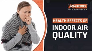 Health Effects of Indoor Air Quality – Mold Busters