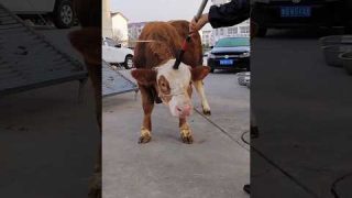 High-powered tools #slaughterhouse #cattle farmer #high-performance utility tools