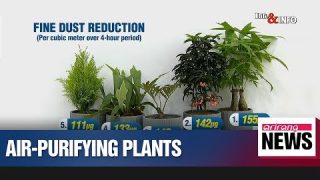 Korean researchers find more plant species that improve indoor air quality