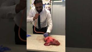 Lung inflation in Science Lesson                                      #science #teacher #biology