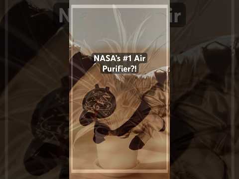 NASA Study: Spider Plants Can Remove Up to 95% of Formaldehyde Indoors  #trendstream |