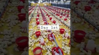 poultry farm day 1