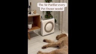 The Air Purifier Every Dog Owner Needs | Airmega Mighty Review 🐶✨