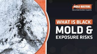 What is Black Mold and What are the Symptoms of Black Mold Exposure – Mold Busters