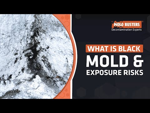 What is Black Mold and What are the Symptoms of Black Mold Exposure – Mold Busters