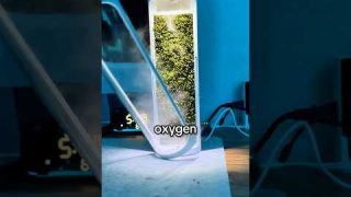 World’s Most Natural Air Purifier?!